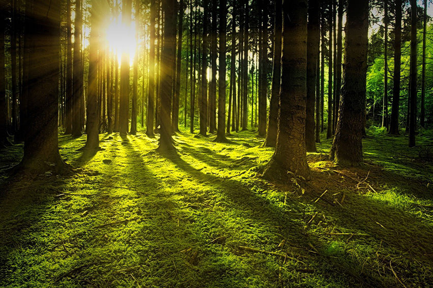 Amex GBT announces carbon offsets deals